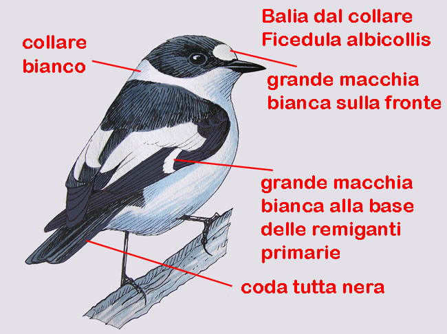 Balie a confronto-Disegni